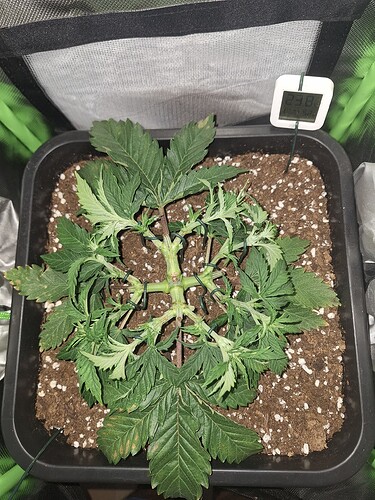 Growreport Bild 3