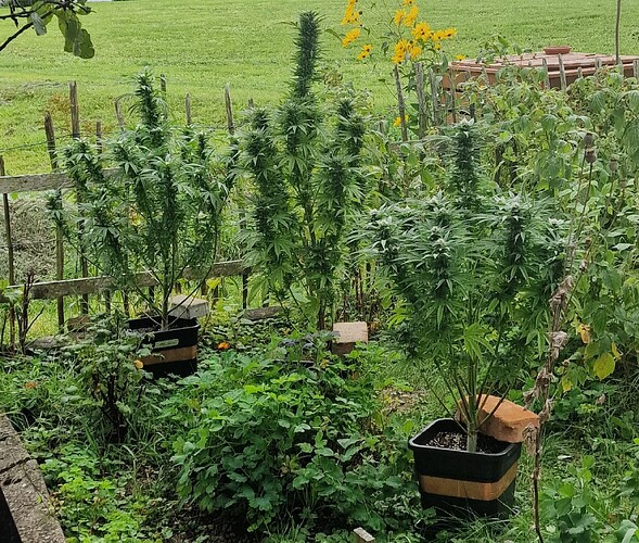Growreport Bild 2