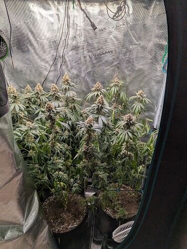 Growreport Bild 1