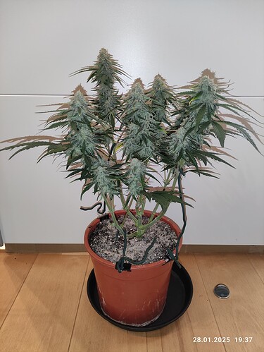 Growreport Bild 12