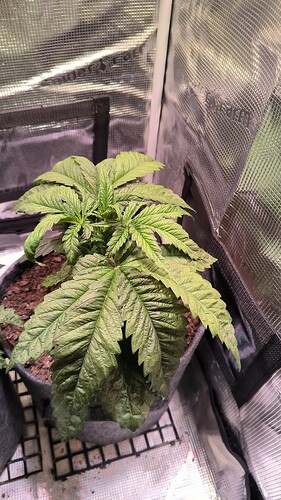 Growreport Bild 6