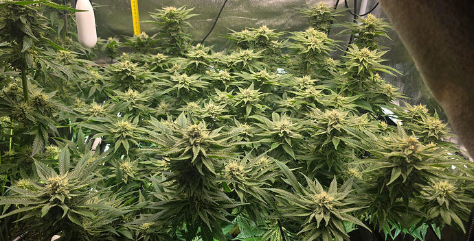 Growreport Bild 26