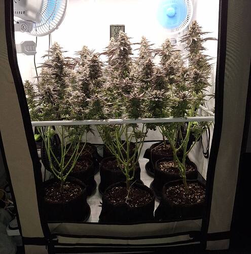 Growreport Bild 35