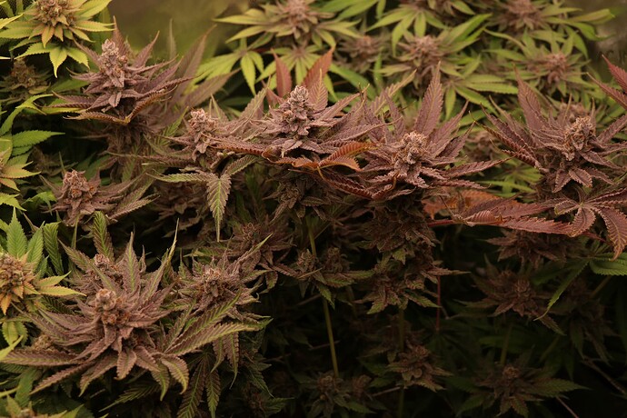 Growreport Bild 49