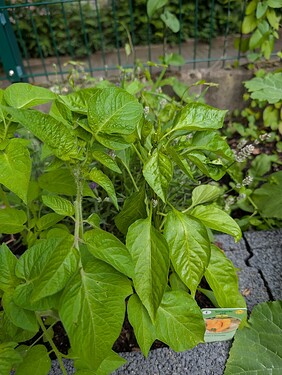 PXL_20250609_170701125