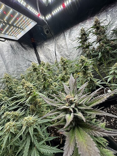 Growreport Bild 4