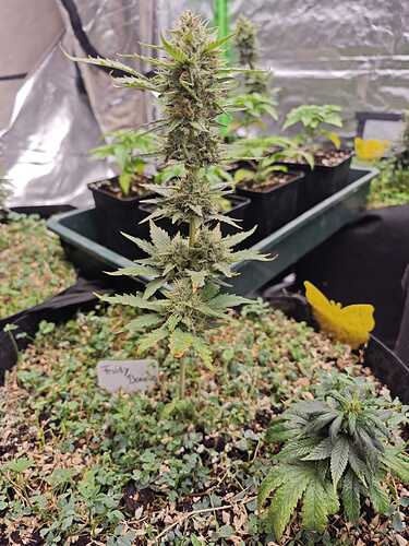 Growreport Bild 23