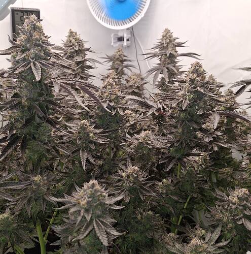 Growreport Bild 6