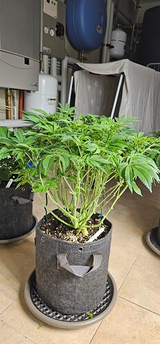 Growreport Bild 28
