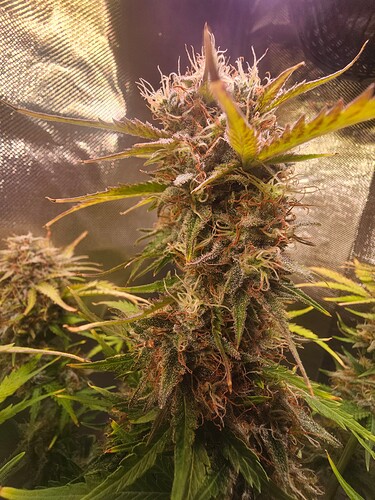Growreport Bild 30