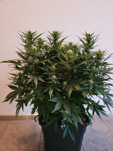 Growreport Bild 3