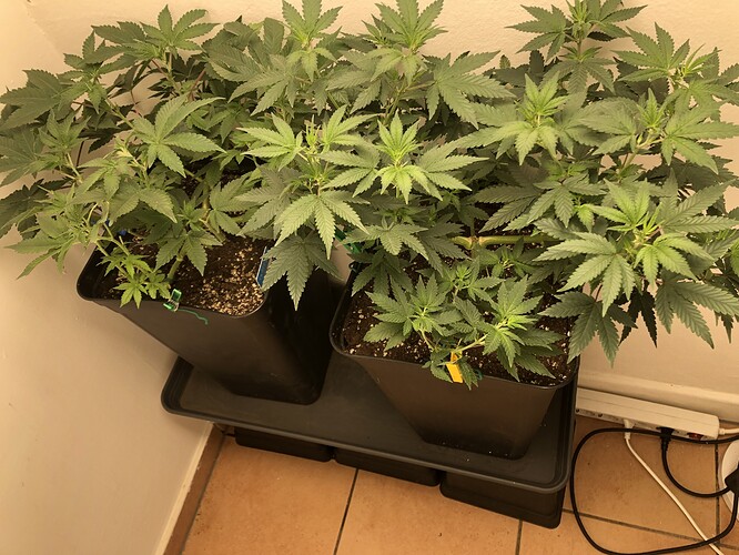 Growreport Bild 25