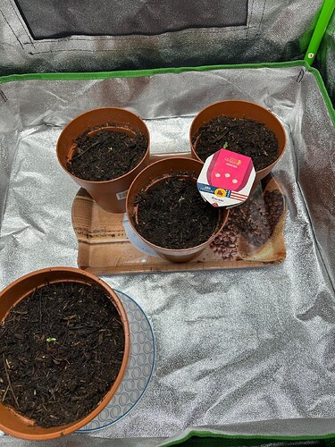 Vier kleine Cannabissämlinge in Töpfen in einem Growzelt, einer davon mit einem RQS Biscotti Etikett.