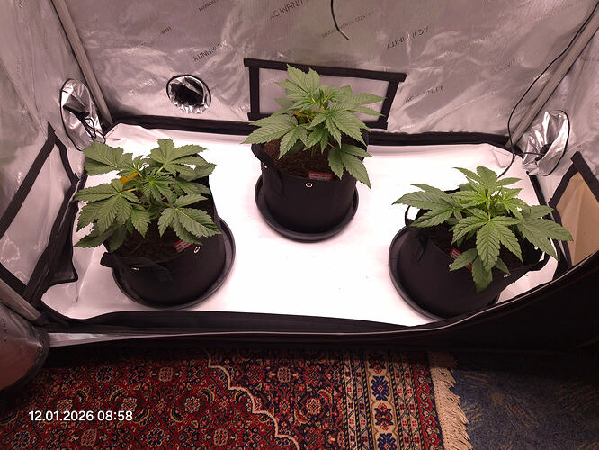 Drei junge Cannabispflanzen in schwarzen Stofftöpfen in einem Growzelt.