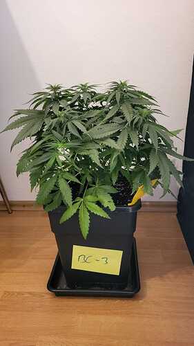 Growreport Bild 14