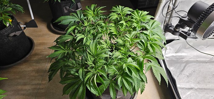 Growreport Bild 20