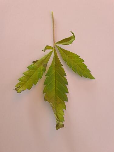 signal-2024-08-28-112159