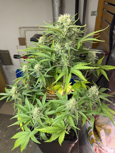 Growreport Bild 19