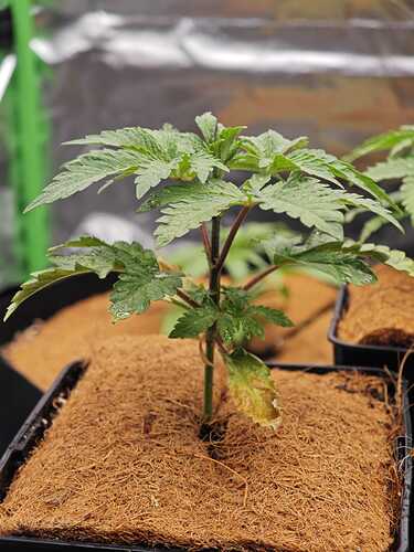 Growreport Bild 36