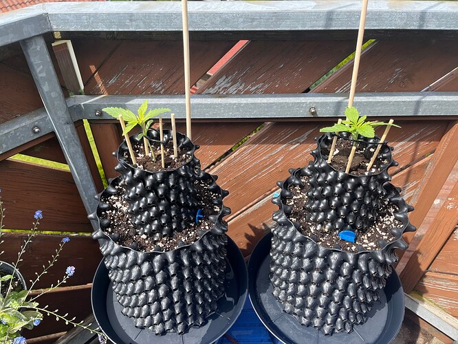 Growreport Bild 2