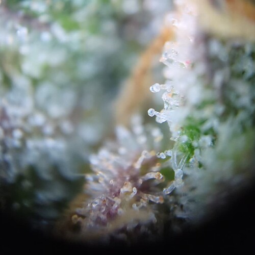 Growreport Bild 25