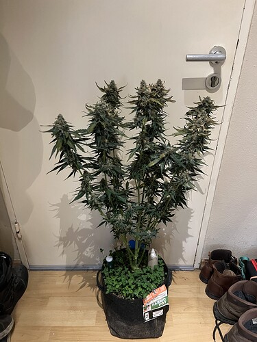Growreport Bild 2