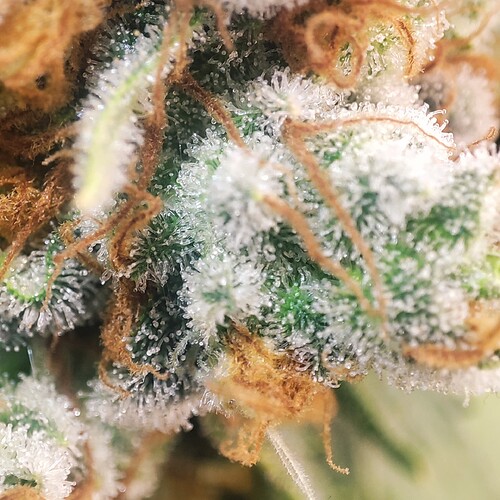 Growreport Bild 57