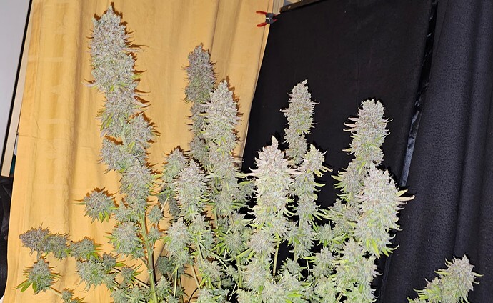 Growreport Bild 49