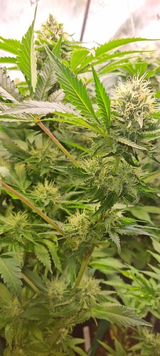 Growreport Bild 29