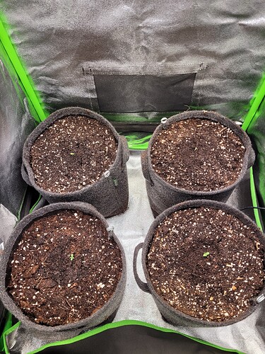 Growreport Bild 4