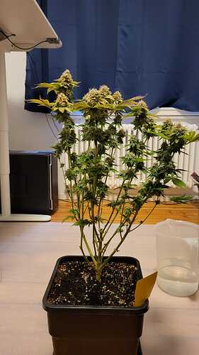 Growreport Bild 18