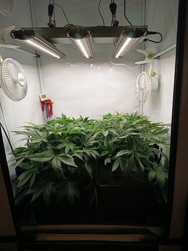 Growreport Bild 3