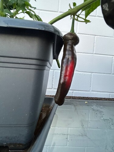 Growreport Bild 21