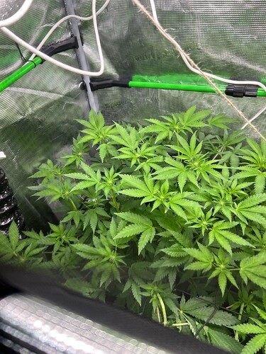 Growreport Bild 27