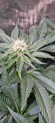 Growreport Bild 28