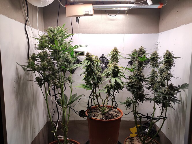 Growreport Bild 32