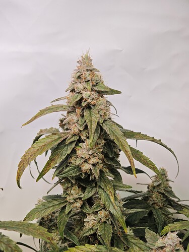 MVIMG_20251120_205332