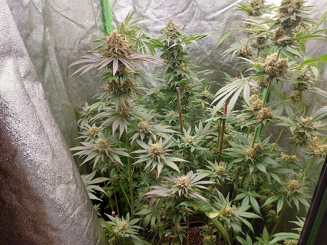 Growreport Bild 2