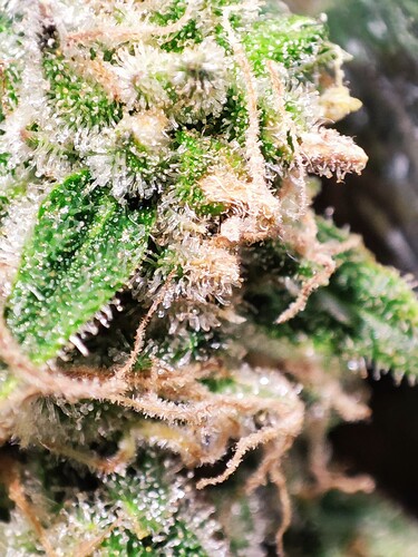 Growreport Bild 73