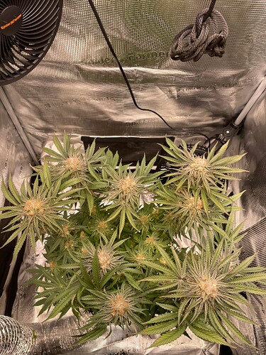 slh6