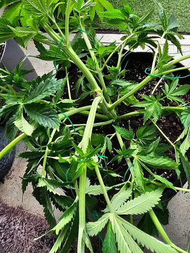 Growreport Bild 13