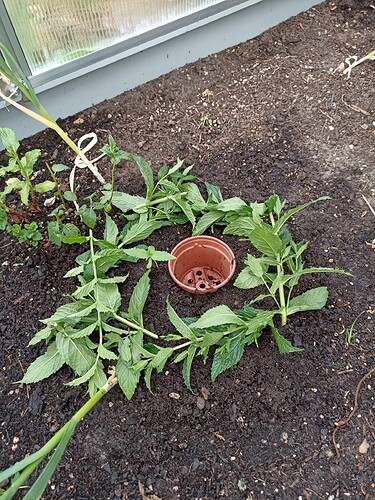 WhatsApp Bild 2025-05-25 um 20.16.24_c35a66e5