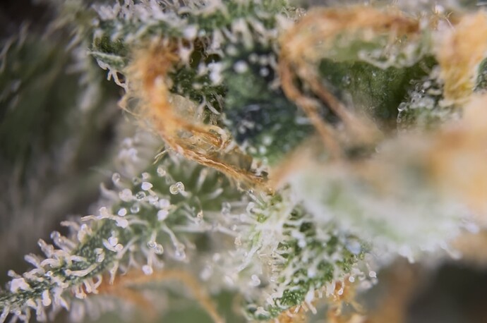Growreport Bild 40