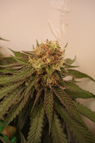 Growreport Bild 3