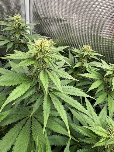 Growreport Bild 11