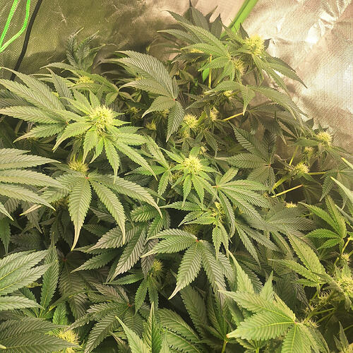 Growreport Bild 7