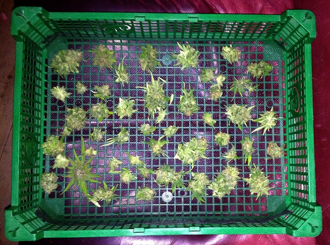 Grow25_0925_HK1noternte05