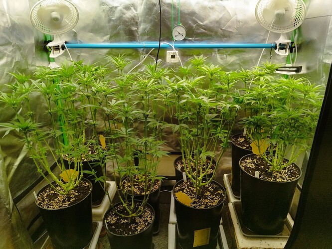 Eigene, Tag 46, BT 19 (1)