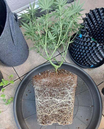Growreport Bild 8