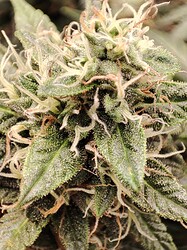 IMG_20250613_184004
